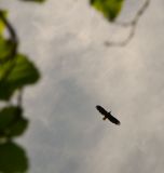 AJS_5807.jpg